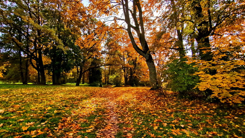 Beautiful nature autumn forest fall season landscape, yellow copper leaves ground walking POV