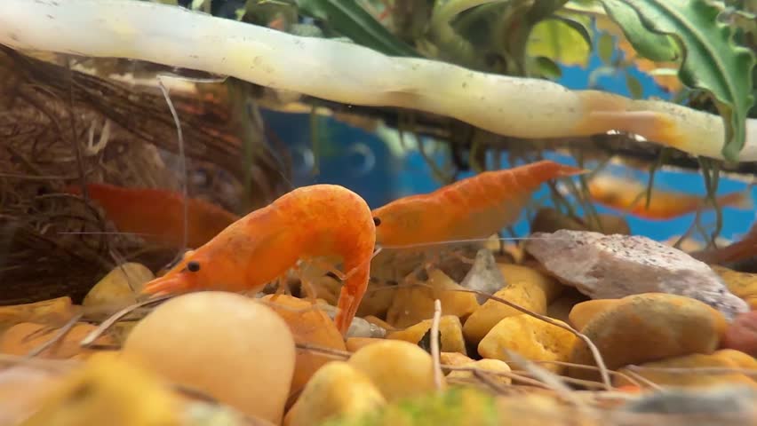 Horizontal 4K slow motion of vibrant cherry shrimp (Neocaridina) in aquarium, shot on iPhone 16 Pro Max. Smooth right-to-left pan reveals peaceful freshwater aquatic life. 60fps slowed to 24fps.