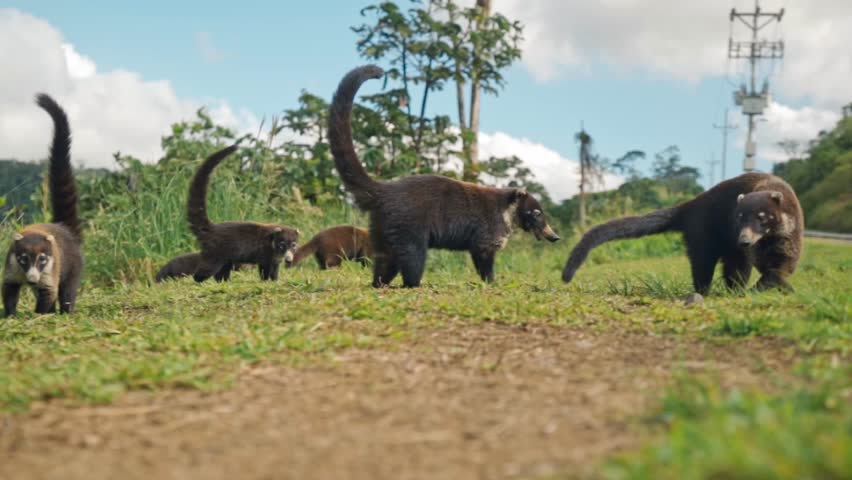 A lively troop of coatis moves in unison through the Costa Rican jungle, their striped tails held upright like little flags.