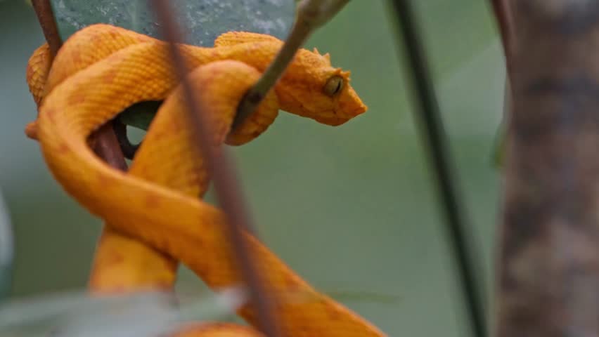 Tucked among the vibrant foliage of the Costa Rican rainforest, the yellow eyelash pit viper—locally known as the bocaracá—rests with quiet intensity.
