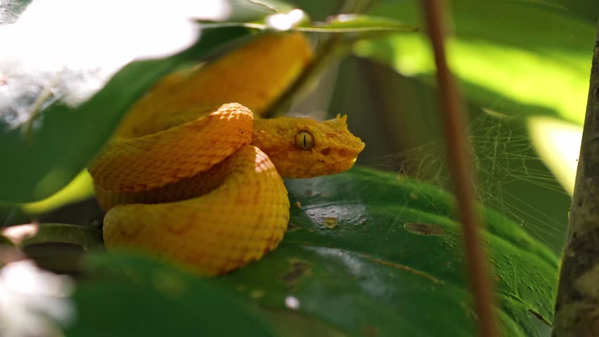 Coiled silently on a mossy branch, the vibrant yellow eyelash pit viper blends into the lush greenery of the Costa Rican rainforest.