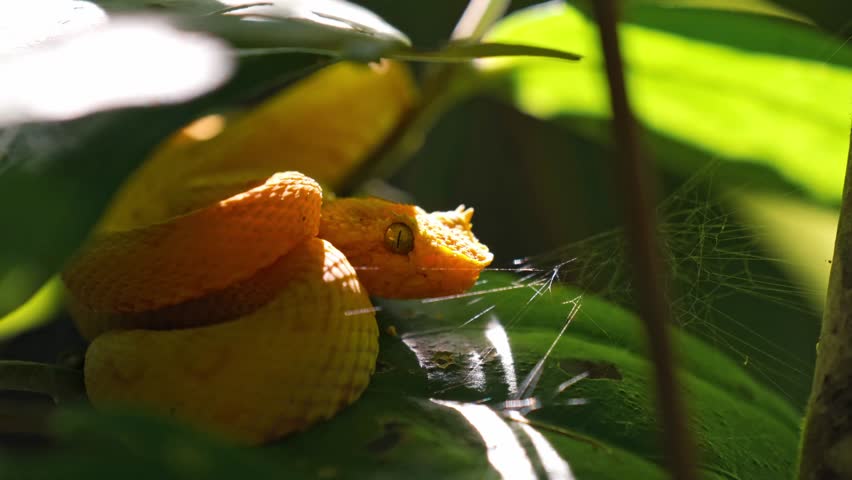 Coiled silently on a mossy branch, the vibrant yellow eyelash pit viper blends into the lush greenery of the Costa Rican rainforest.