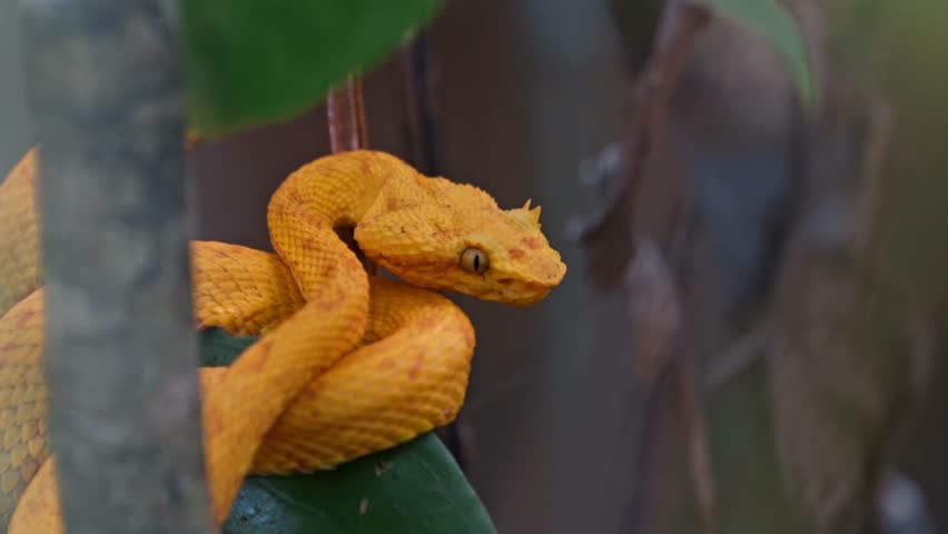 Tucked among the vibrant foliage of the Costa Rican rainforest, the yellow eyelash pit viper—locally known as the bocaracá—rests with quiet intensity.