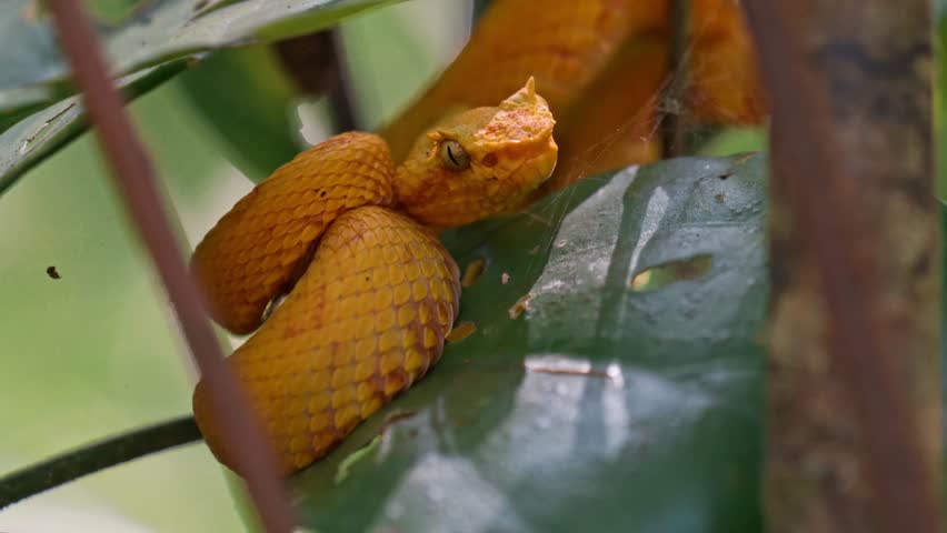Coiled silently on a mossy branch, the vibrant yellow eyelash pit viper blends into the lush greenery of the Costa Rican rainforest.