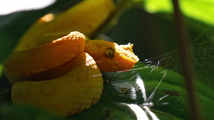 Coiled silently on a mossy branch, the vibrant yellow eyelash pit viper blends into the lush greenery of the Costa Rican rainforest.