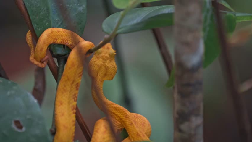 Tucked among the vibrant foliage of the Costa Rican rainforest, the yellow eyelash pit viper—locally known as the bocaracá—rests with quiet intensity.