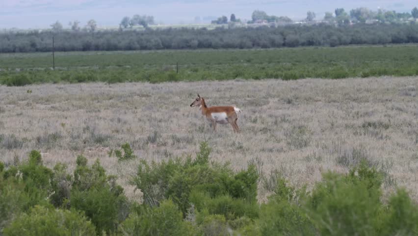 A pronghorn standing in the Utah Southwest USA