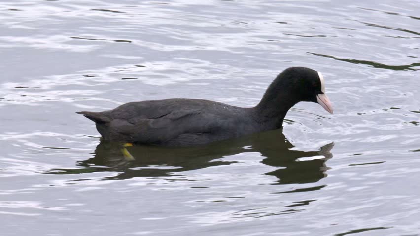 Coot (Fulica atra) diving and resurfacing with pond weed. July, Kent, UK [Half speed]