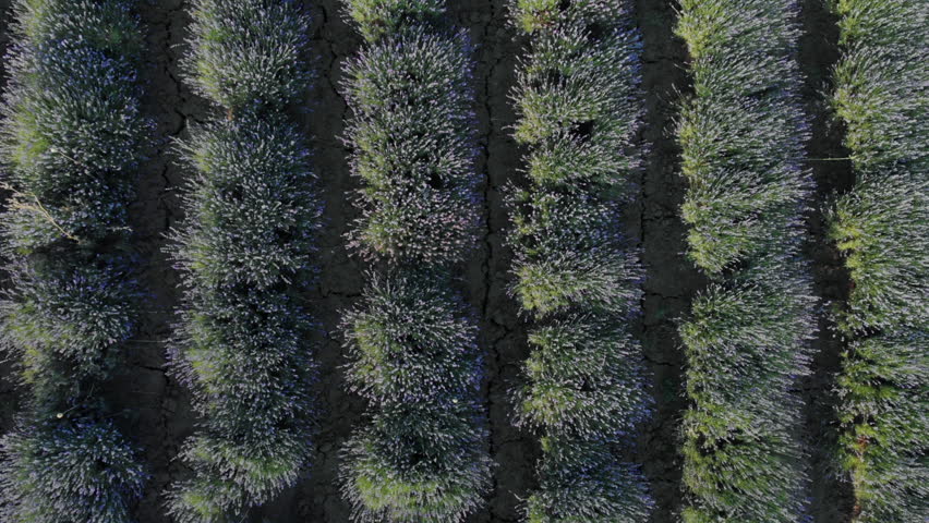 From close-up flowers to wide aerial views, this drone video captures lush lavender fields shimmering at golden hour in warm summer weather