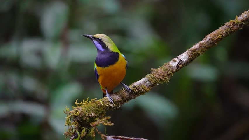 Blue-winged Leafbird ( Chloropsis cochinchinensis) male bird on a branch