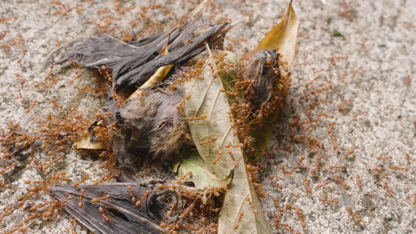 Close up of dead bat on ground surrounded by dry leaves and many ants swarming over it, high angle, Nature Process Concept.