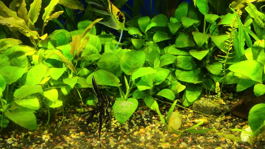 A couple of marbled Angelfishes guarding their eggs attached to Anubias flat green leaf in a planted tropical aquarium