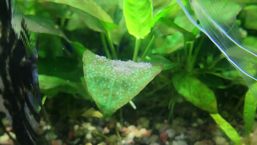 Yellow and black marbled Angelfishes fanning their eggs attached to Anubias flat green leaf in a planted tropical aquarium