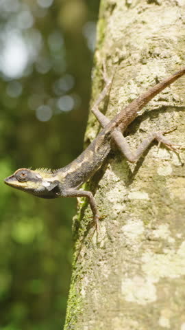 Lizard resting on a bright tree trunk surrounded by forest light and shadows, side close view, Wildlife Observation Concept.