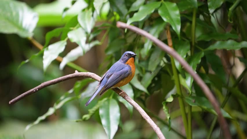 Hill Blue Flycatcher on a branch bird watching in the forest