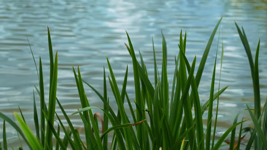 Tranquil lake with gentle ripples in the background, and sharp green plants in the foreground, captured in a peaceful natural setting.