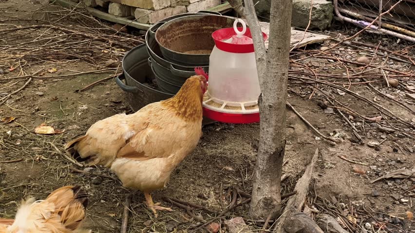 A chicken standing next to a bucket of water next to another chicken.
