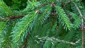 closeup of spruce branches with vivid green needles and small pinecones, detailed view of evergreen tree in natural forest environment, concept of nature conservation, botanical research - Powered by Shutterstock - Get 15% off with code: PIKWIZARD15