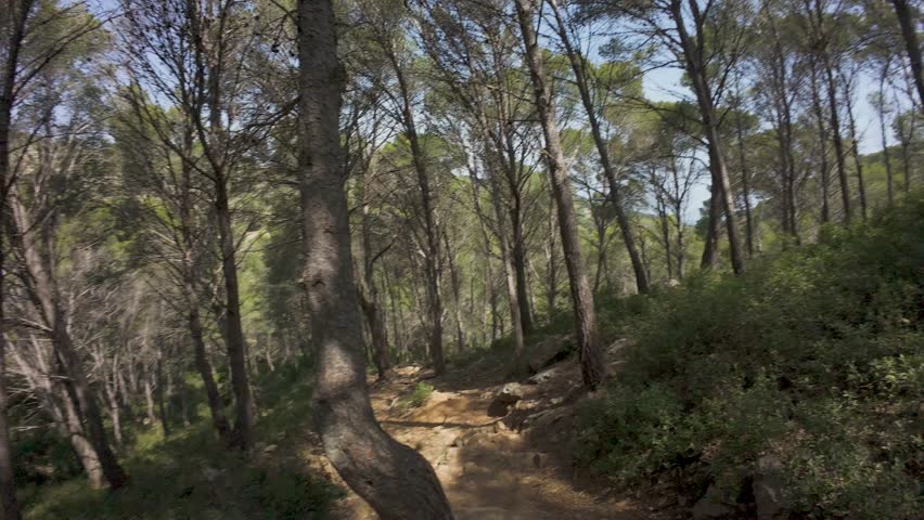 Serene trek through tranquil woodland path in early morning