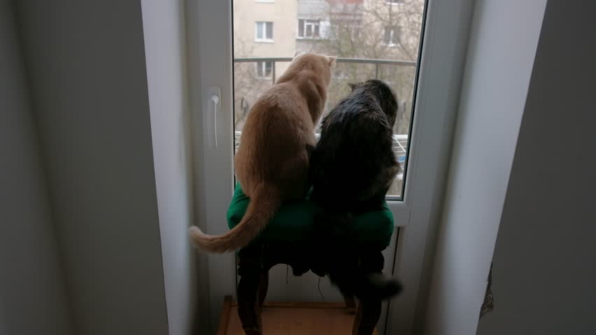 Two cats sitting on a chair by a window
