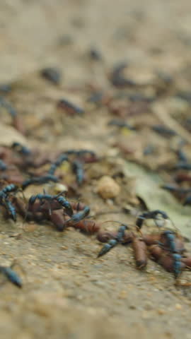 Blue Ants Transporting Larvae and Cocoons Through Dry Soil with Sticks and Leaves, closeup low angle, fast motion, cooperative insect life concept.