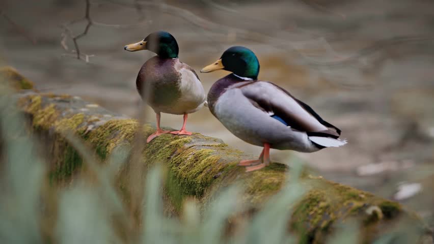 Close-Up of Two Mallard Ducks Standing on a Mossy Ledge Near Water – Wildlife Nature Scene in 4K Ultra HD Resolution