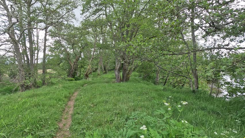 Scotland – June 1st 2025: Riversides of the Spey with flowing water, shingle banks, lush woodland, wildlife activity, and serene Highland scenery.