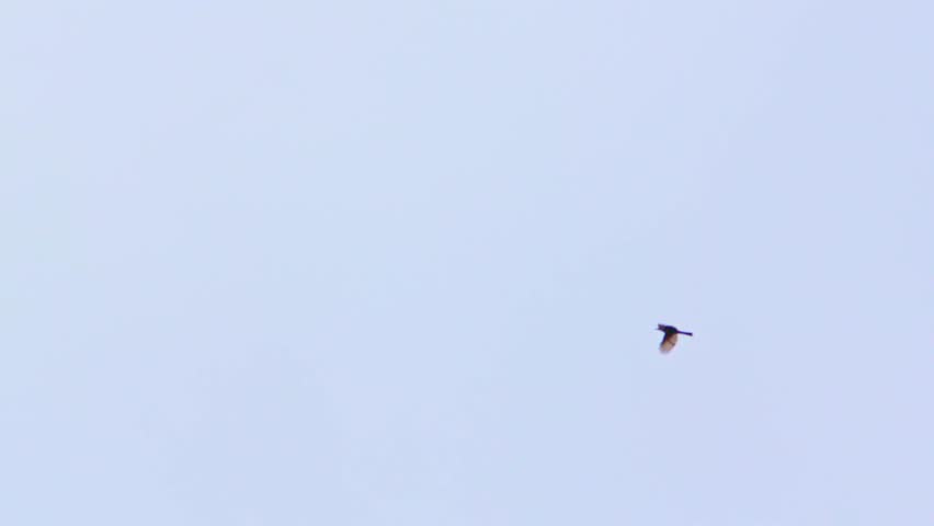 brown eared bulbul in a forest