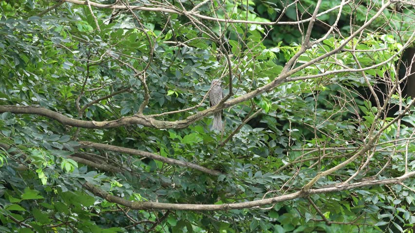 brown eared bulbul in a forest