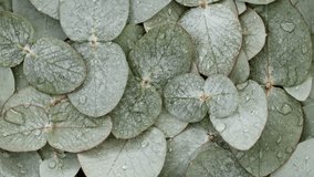 Macro Shot of Fresh Eucalyptus plant leaves with raindrops, dew on revolving background. Eucalyptus extract, aromatic essential oil. Natural medical plant. - Powered by Shutterstock - Get 15% off with code: PIKWIZARD15