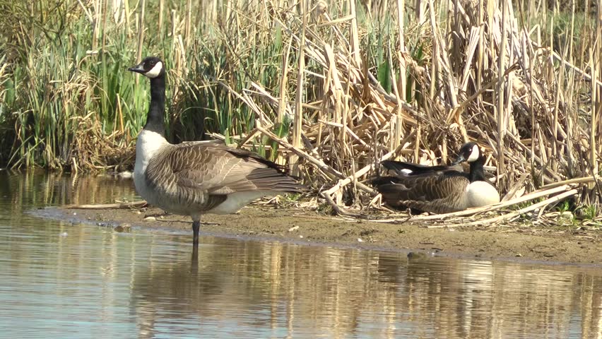 Canada Geese - Doxey Marshes, Staffordshire England (6th May 2013)