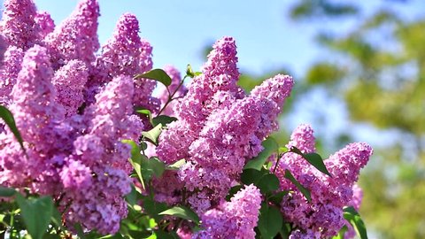 beautiful lilac branches swaying in the wind