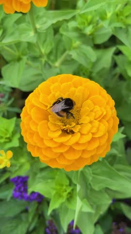 Close-up of bumblebee on yellow zinnia flower collecting nectar in vibrant summer garden, vertical video