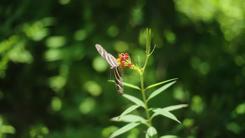 Close-up of One or Two Zebra Butterflies Fluttering Amidst a Colorful Array of White, Purple, Orange, and Yellow Blooms

