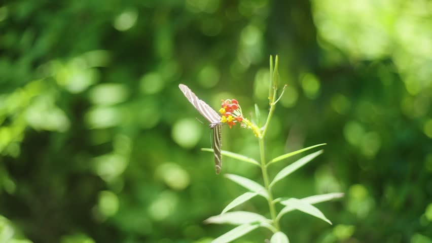Close-up of One or Two Zebra Butterflies Fluttering Amidst a Colorful Array of White, Purple, Orange, and Yellow Blooms

