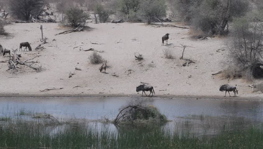 A wide shot of wildebeest along a river bank walking around .