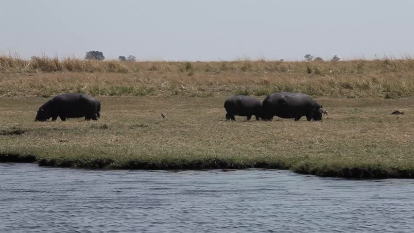 A tracking shot of hippopotamuses eating grass next to the river.	