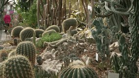 Cactus and succulent greenhouse. Rare succulent plant collection - Powered by Shutterstock - Get 15% off with code: PIKWIZARD15