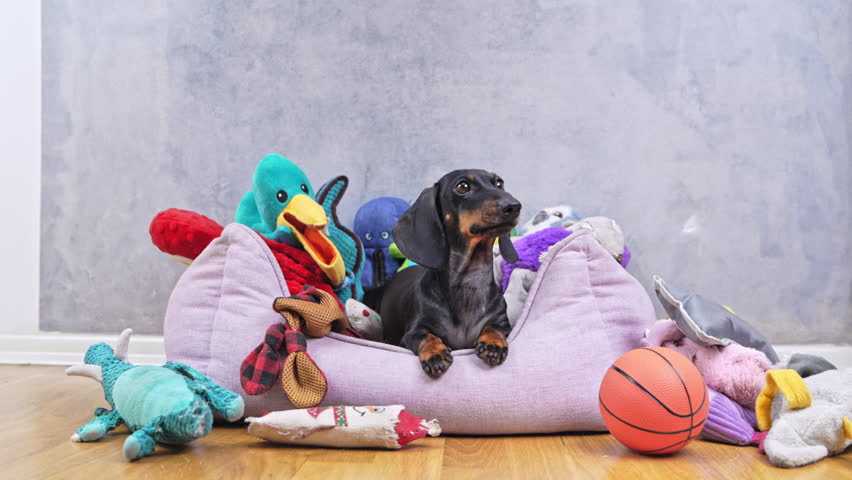 The dachshund barks loudly and guards his toys like treasures, standing on a light pink bed filled with brightly colored soft toys on a wooden floor against a textured gray wall in the room.