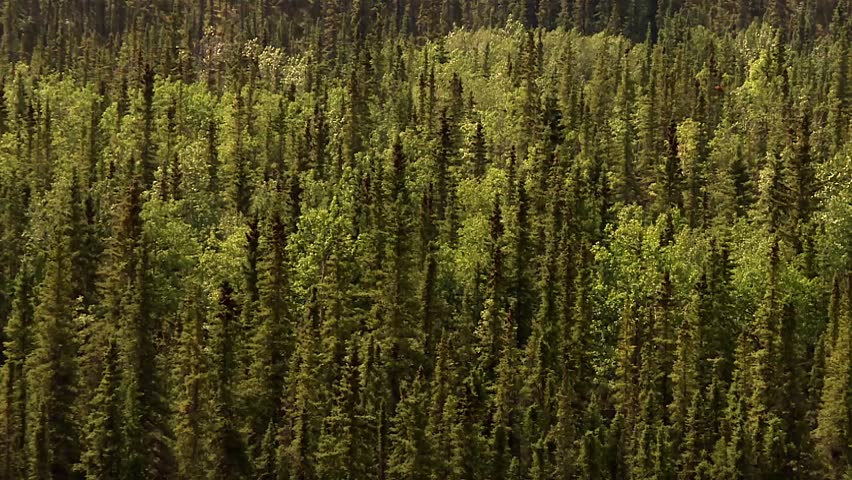 Tilt up view of dense boreal spruce forest to subalpine slopes and high mountains in Denali National Park in Denali national park, Alaska, USA