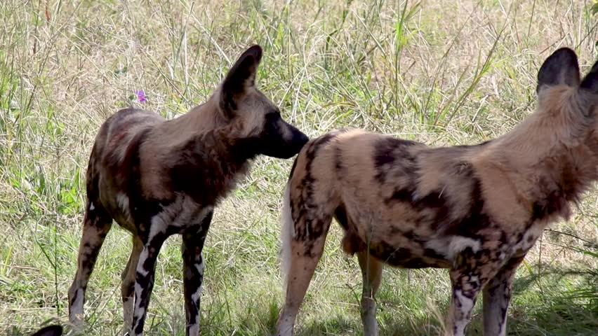 pack of wild dogs stands alert, keenly observing their surroundings with watchful eyes and attentive ears in a natural habitat. Perfect for wildlife and nature projects.