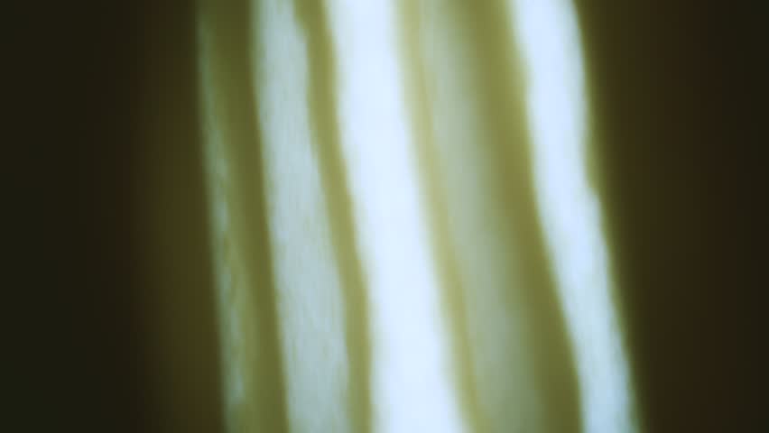 Fungus cap gills with spores under microscope