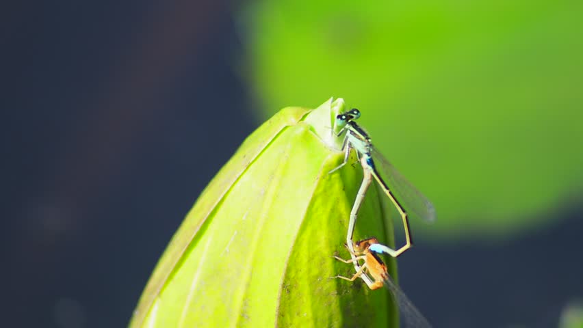 A dragonfly perched on a  petal of waterlilly in the lake.
