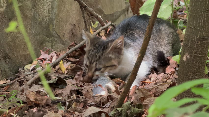 Cute small kitten cat eating a mouse in a bush after her mother brought her the prey. Closeup, slow motion, daytime, outdoor, 4k