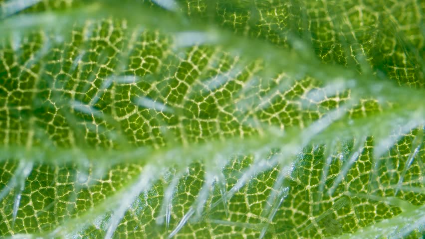 Stinging nettle leaf needles under microscope dark field view
