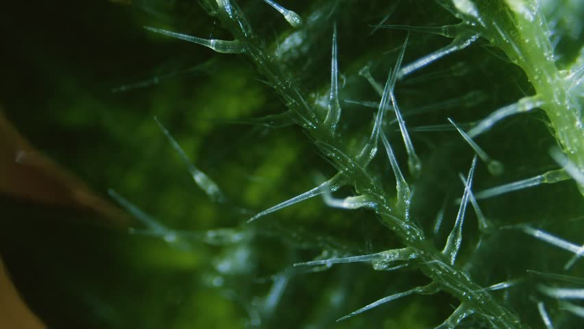 Stinging nettle leaf needles under microscope dark field view