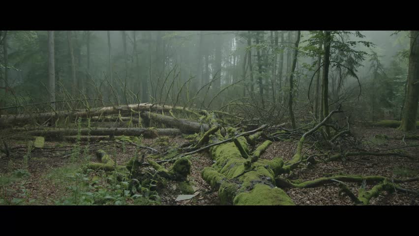Misty Morning in Hunsrück-Hochwald National Park, Germany