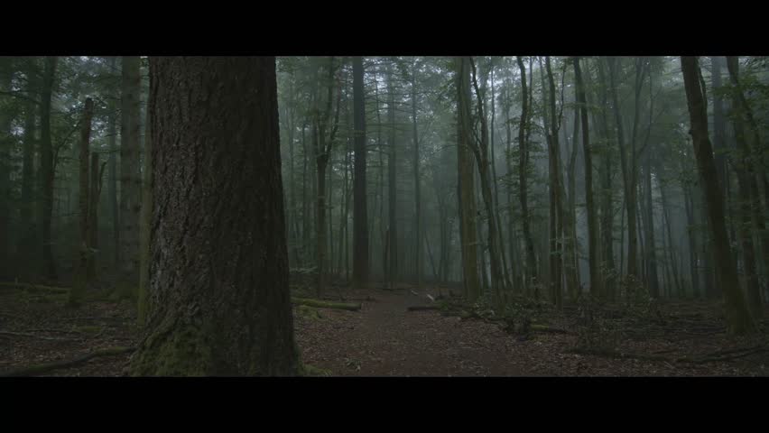Misty Morning in Hunsrück-Hochwald National Park, Germany