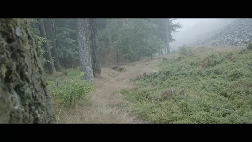 Misty Morning in Hunsrück-Hochwald National Park, Germany