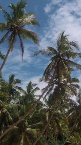 Drone smoothly flies along dense palm trees in a tropical forest under bright blue skies. Perfect for intros, nature visuals, travel vlogs, content marketing, and exotic destination promos. 